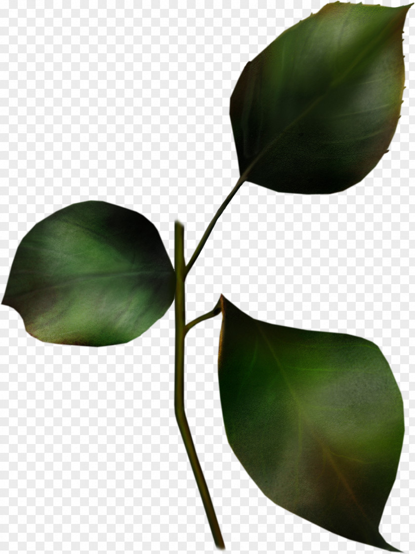 Leaf Love Life Boyfriend Photography PNG