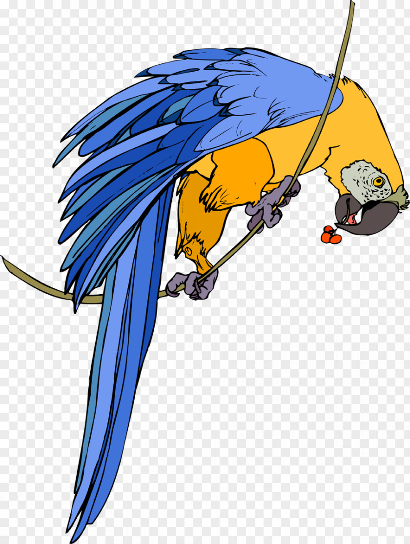 Parrot Bird Animation Clip Art PNG