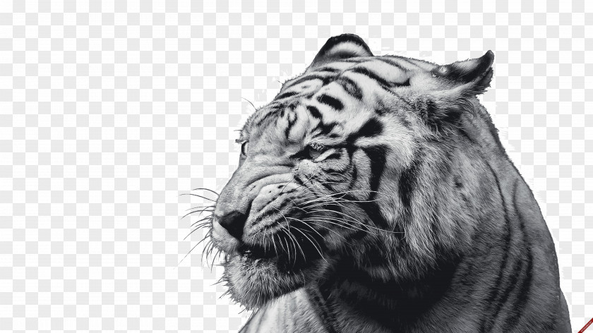Tiger White Felidae Desktop Wallpaper Cat PNG