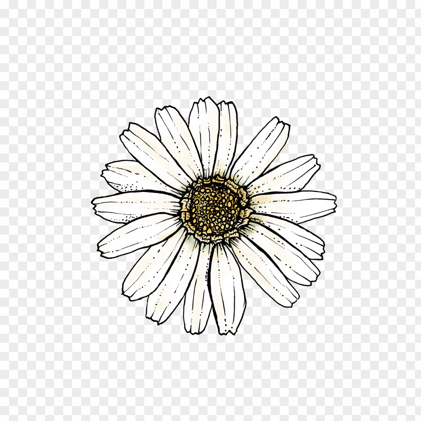 Barberton Daisy Sunflower Flowers Background PNG