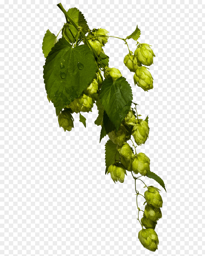 Beer Wheat Pilsner Common Hop Travel PNG