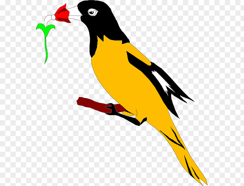 Bird Eurasian Golden Oriole Clip Art PNG