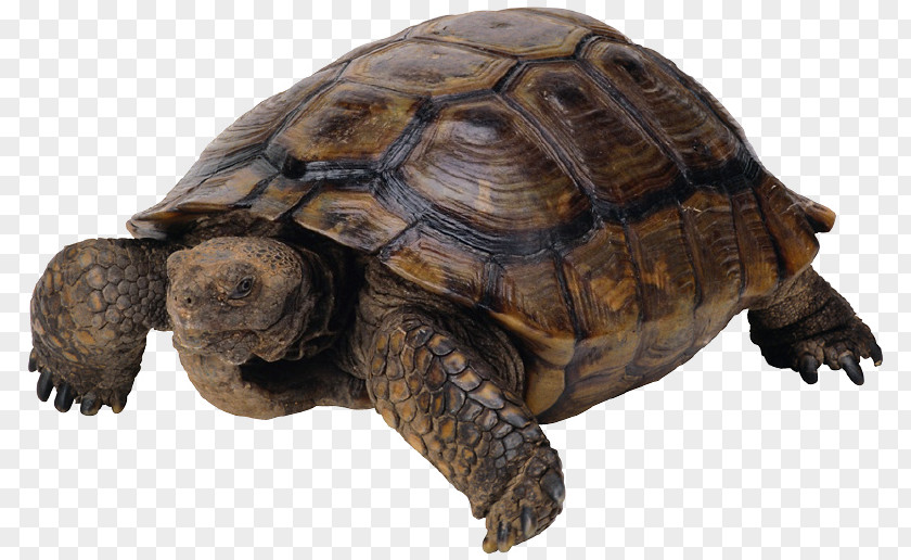 Come Turtle Image Resolution Download PNG