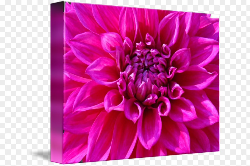 Flower Posters Dahlia Chrysanthemum Aster Cut Flowers Petal PNG