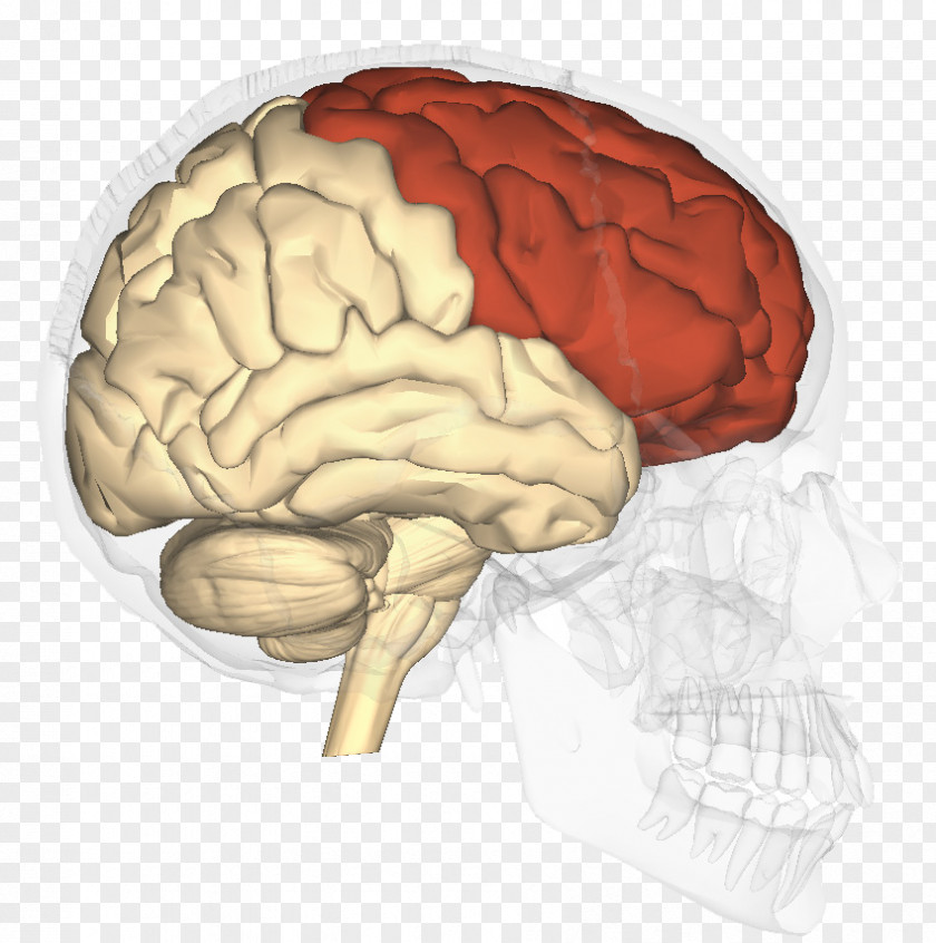 Forever Young Lobes Of The Brain Frontal Lobe Parietal Temporal PNG