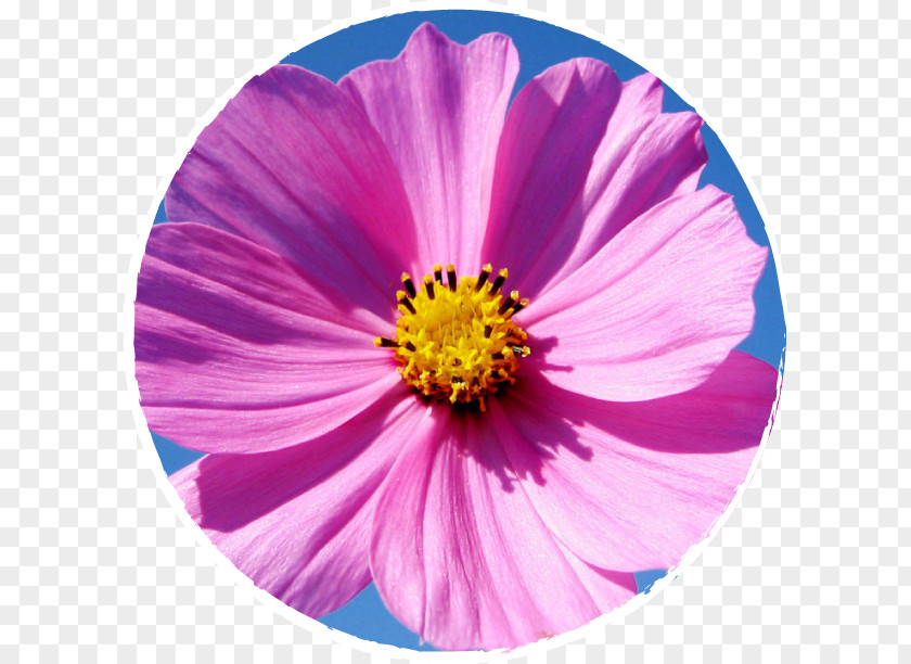 Flower Garden Cosmos Seed Wildflower Marigold PNG