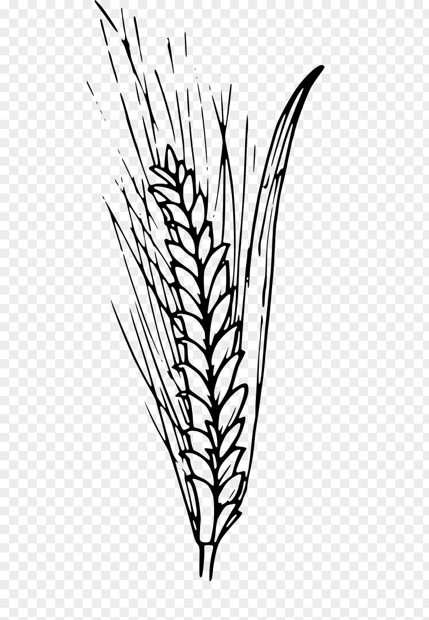Food Grain Twig Drawing Of Family PNG