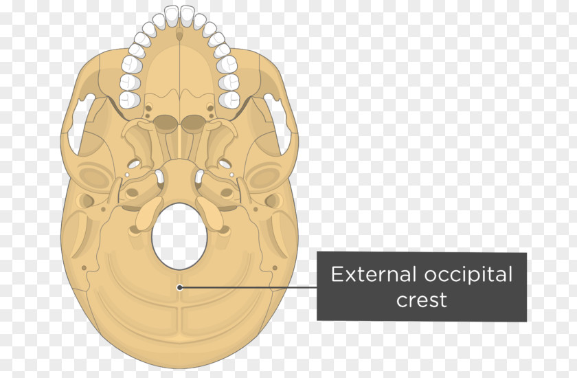Skull And Bone Pterygoid Processes Of The Sphenoid Medial Muscle Lateral PNG