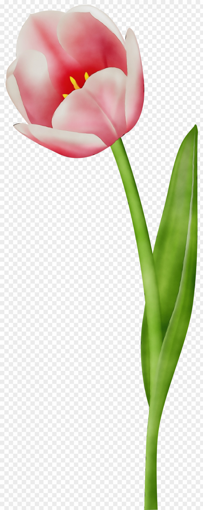 Tulip Flower Petal Pink Plant PNG