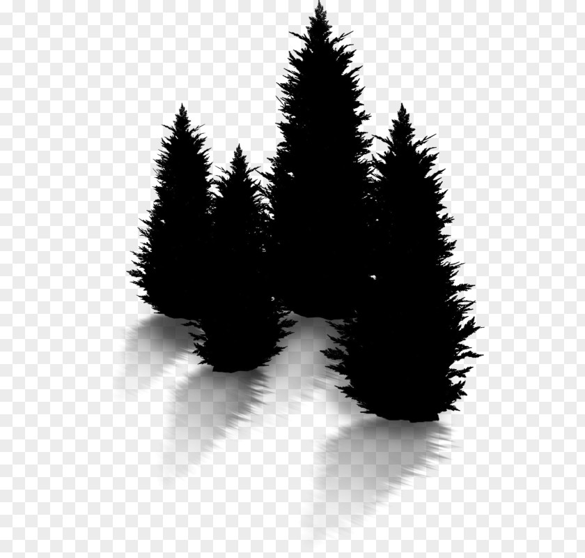 American Larch Red Pine Christmas Black And White PNG