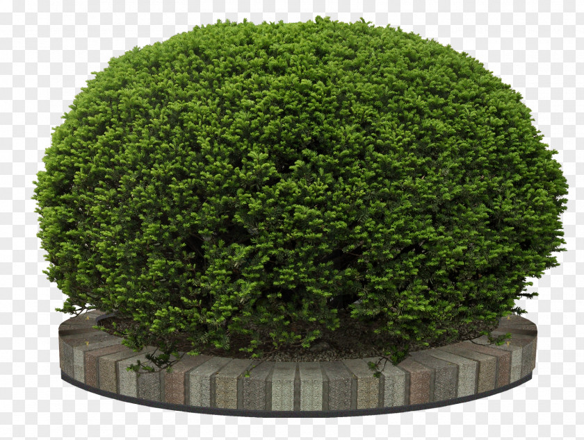 Bushes Flower Garden Tree PNG