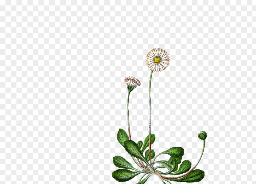 Chamomile Common Daisy Flower Perennial Plant Seed Family PNG