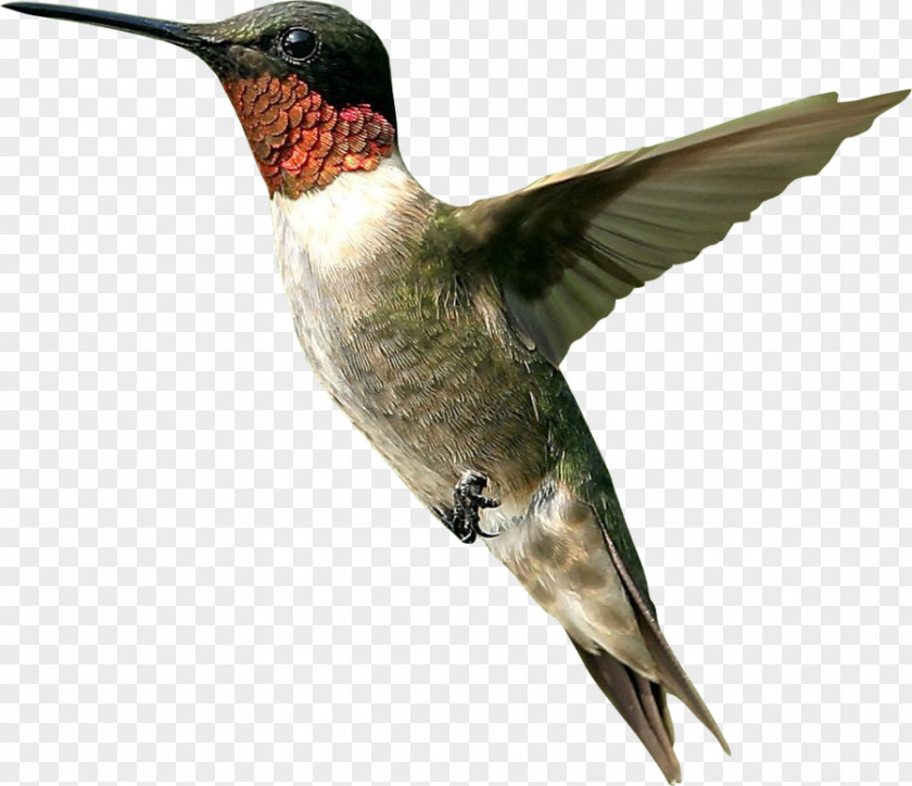 Bird Hummingbird Clip Art PNG