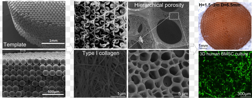 Cell Culture Pattern PNG