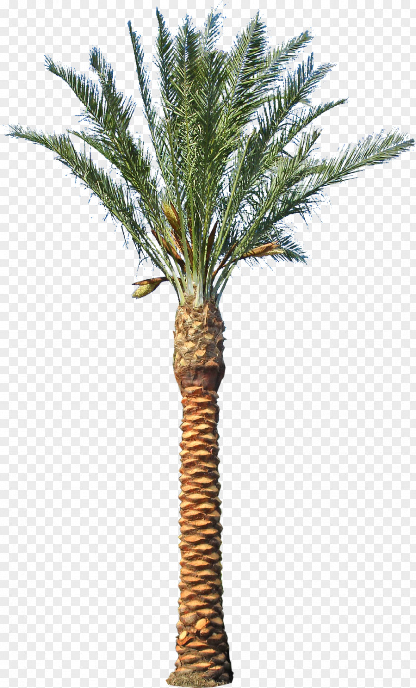 Date Palm Asian Palmyra Phoenix Canariensis Arecaceae Tree PNG
