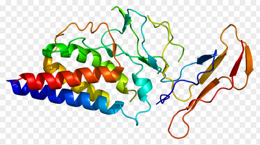 IL-2 Receptor Interleukin-2 IL2RA Common Gamma Chain PNG