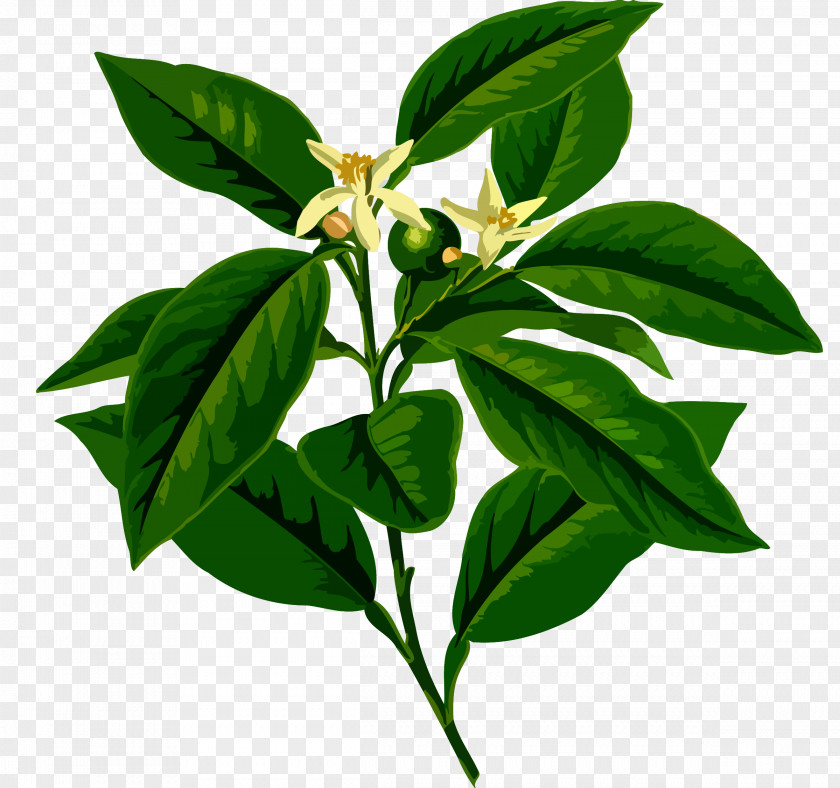 Lemon Köhler's Medicinal Plants Botanical Illustration Drawing PNG