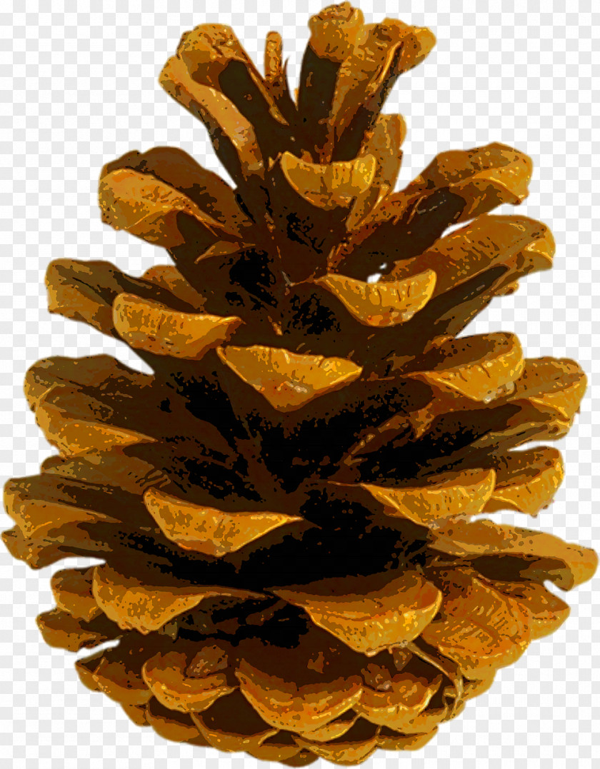 Pine Cone Coulter Conifer Autumn Leaf Color Fir PNG