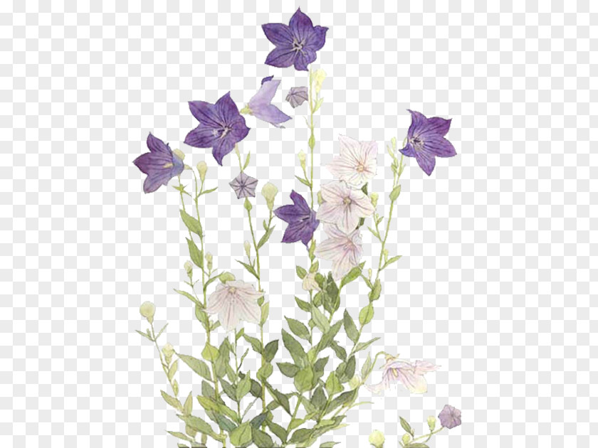 Purple Star Flower Tulip Blue PNG