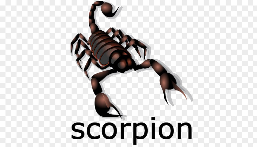 Scorpion Drawing Information Clip Art PNG