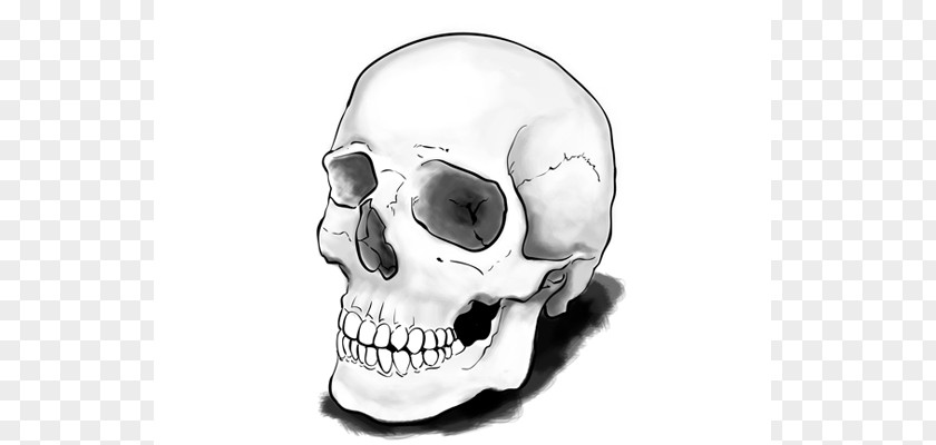 Skull Drawing Calavera Tutorial Art PNG