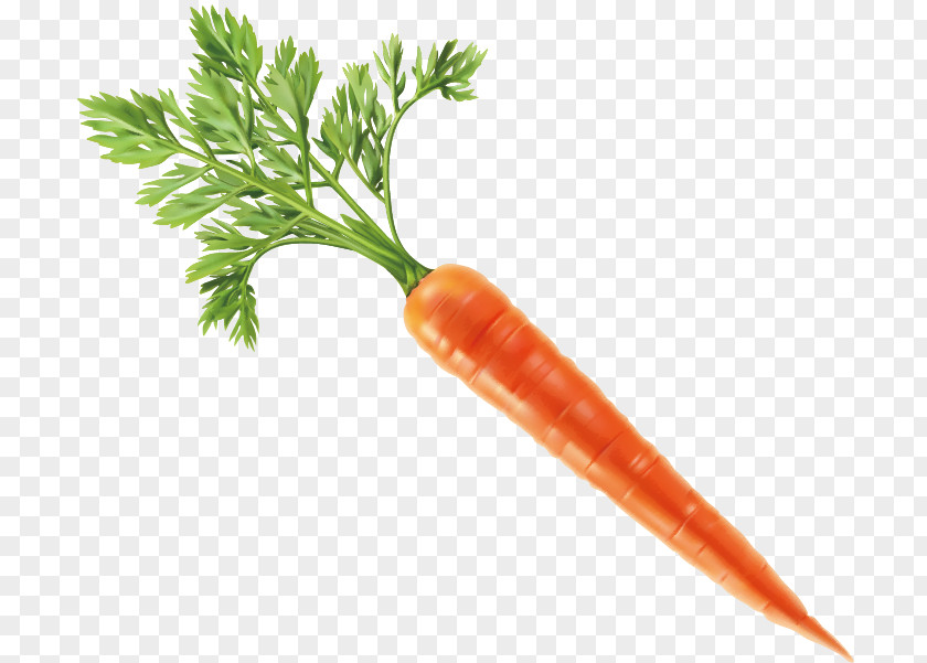 Vector Carrot Vegetable Fruit PNG