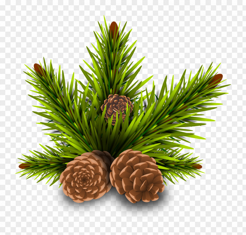 Acorn Stone Pine Conifer Cone Tree PNG