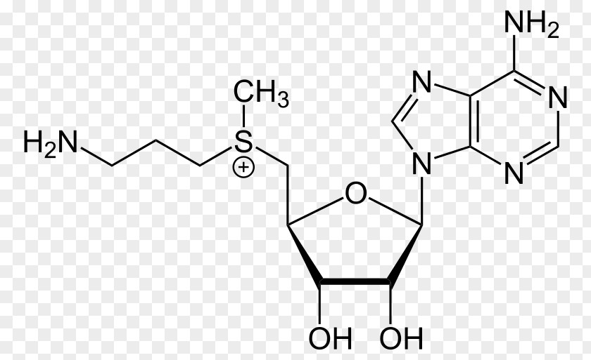 Adenosine Triphosphate Guanosine Chemistry Nucleotide PNG