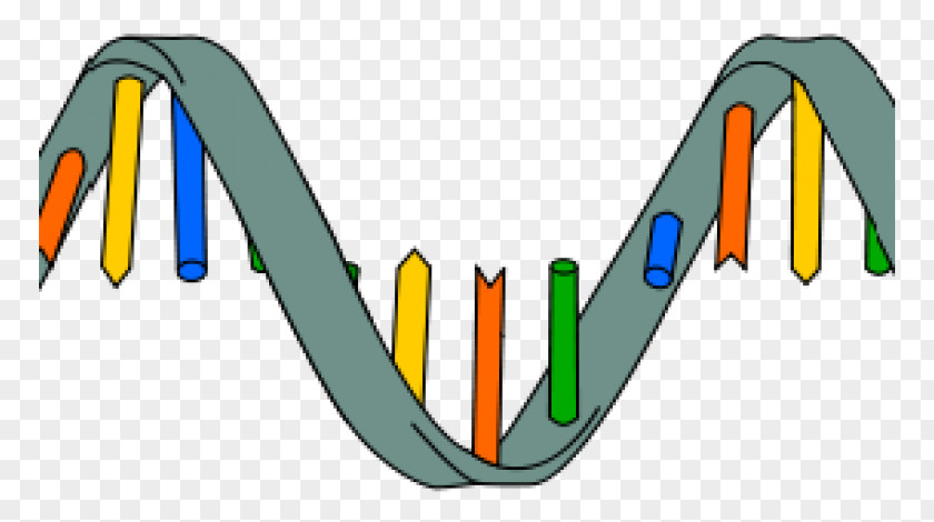 Costa Pacifica Live DNA RNA Biomolecular Structure Transcription Nucleic Acid PNG