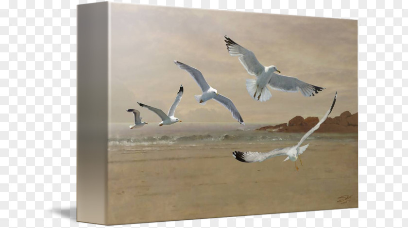 Flying Seagulls Gulls Bird Painting Wader Beak PNG