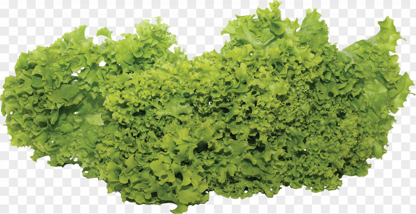 Green Salad Image Lettuce Vegetable PNG