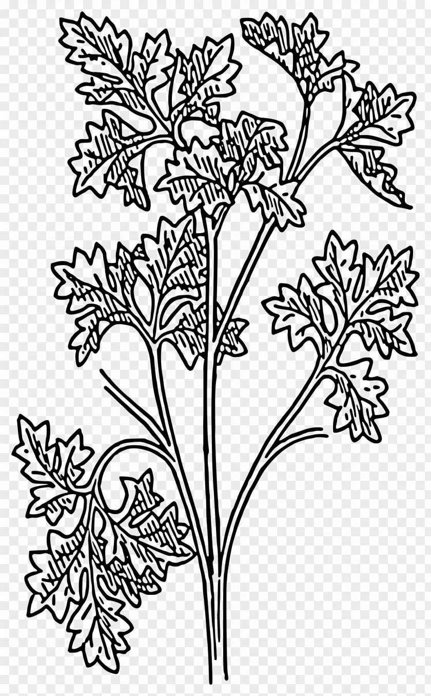 Parsley Drawing Plant Clip Art PNG