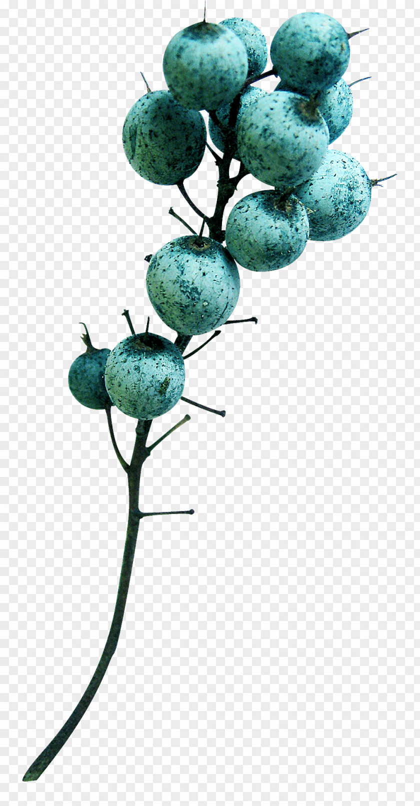 Turquoise Fruit Branching PNG