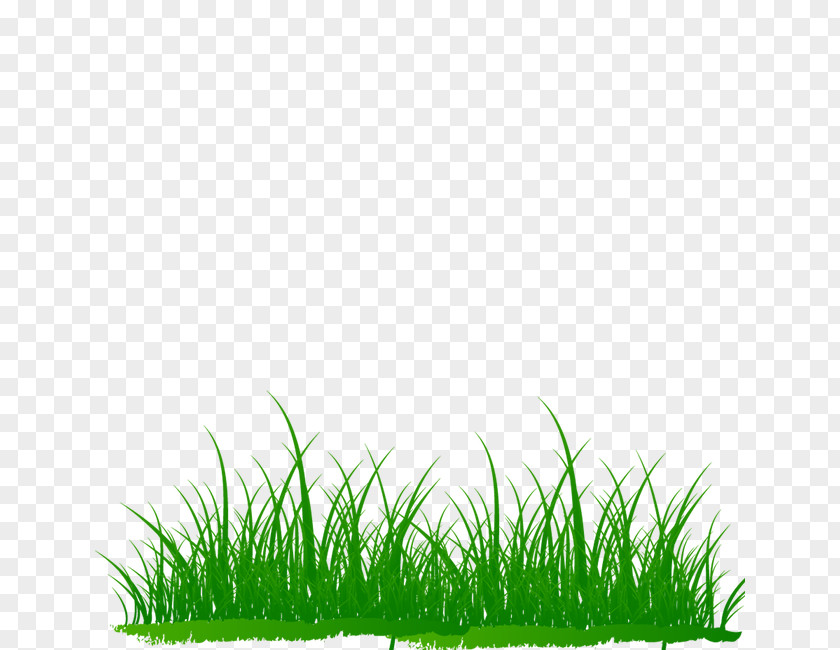 Creative Green Grass Microchloa Download PNG