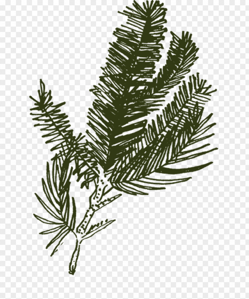 Ferns And Horsetails Cypress Family Black White Flower PNG