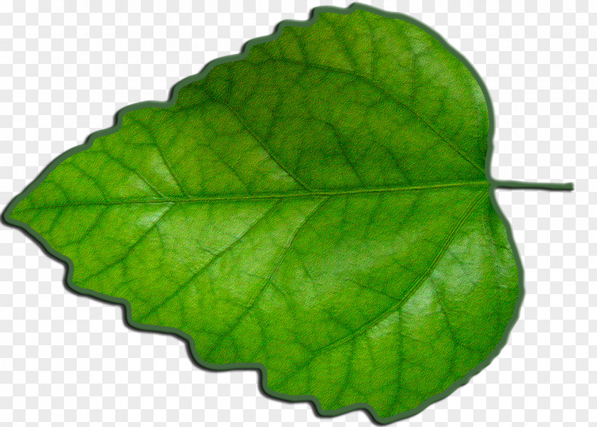 Leaf Green Photosynthesis PNG