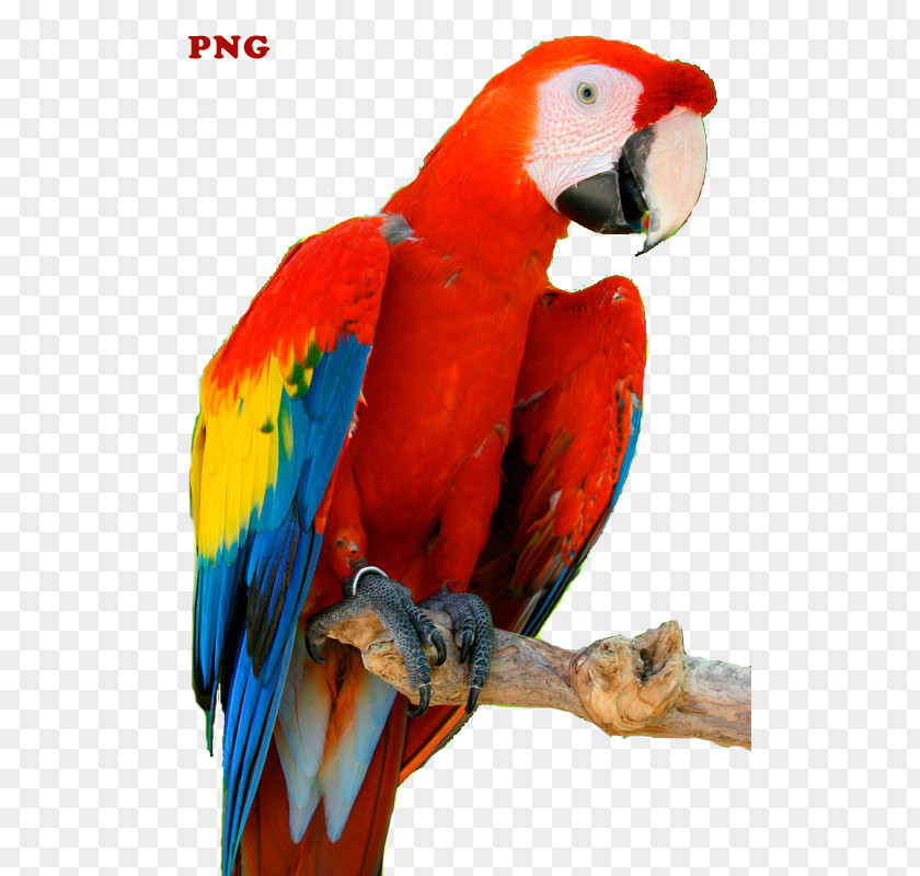 Red Parrot Budgerigar Lovebird Macaw Clip Art Loriini PNG