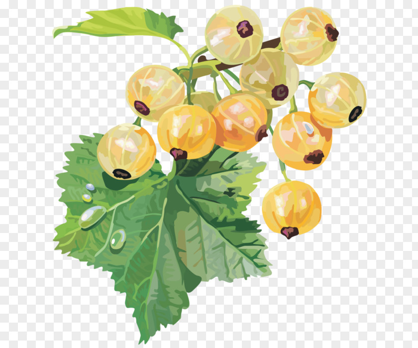 Ribes Hirtellum Gooseberry Redcurrant Blackcurrant White Currant PNG