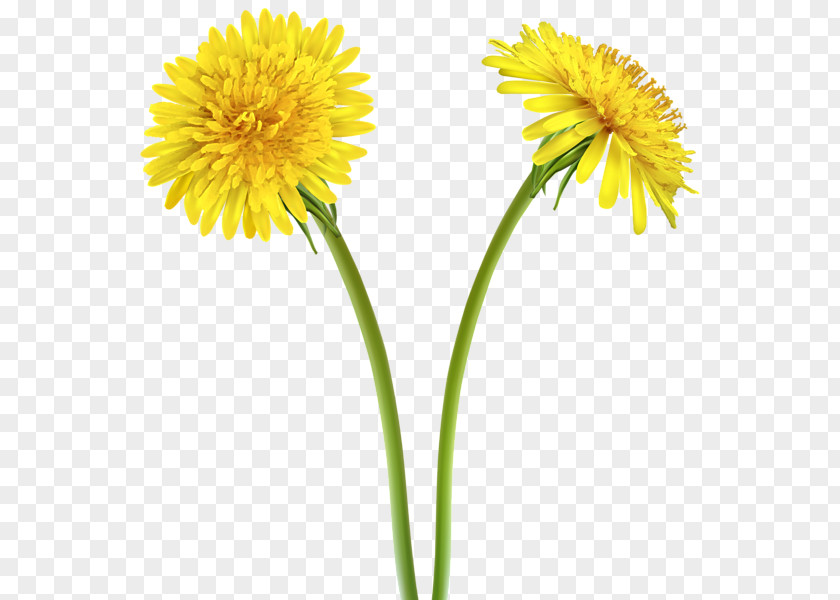 Spring Forward Dandelion Yellow Flower Clip Art PNG