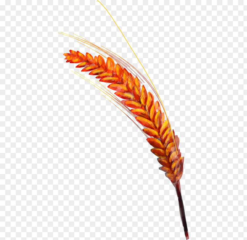 Wheat Common Golden Rice PNG