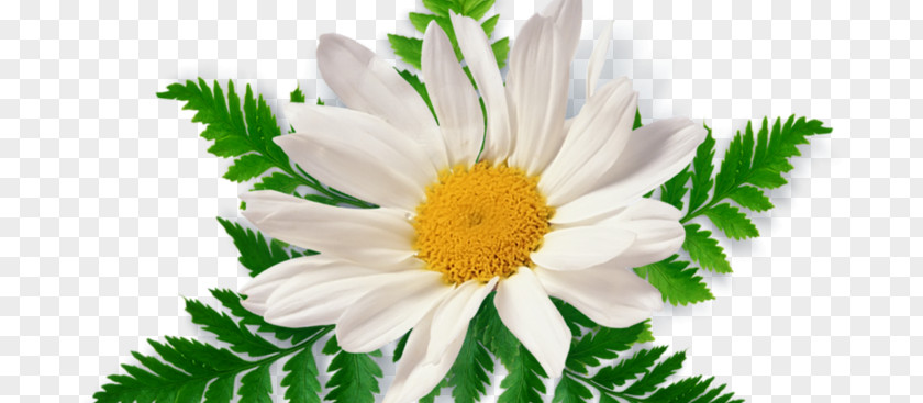 Chamomile Clip Art PNG