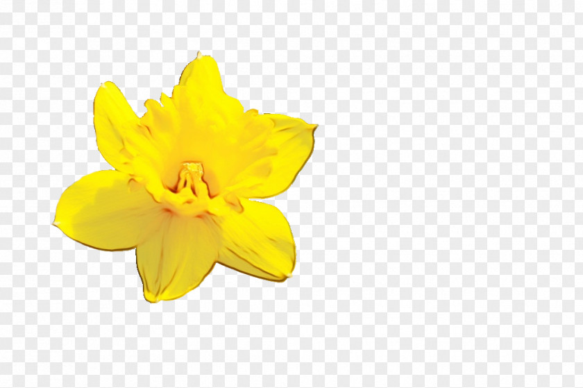 Evening Primrose Family Amaryllis Yellow Flower PNG