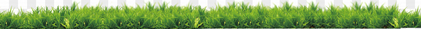 Green Grass Grasses Leaf Plant Stem Tree PNG