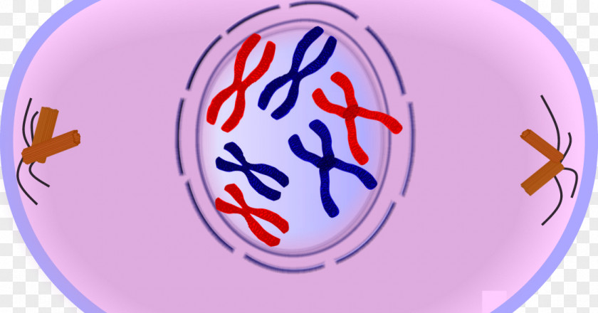 Prophase Mitosis Metaphase Anaphase Meiosis PNG