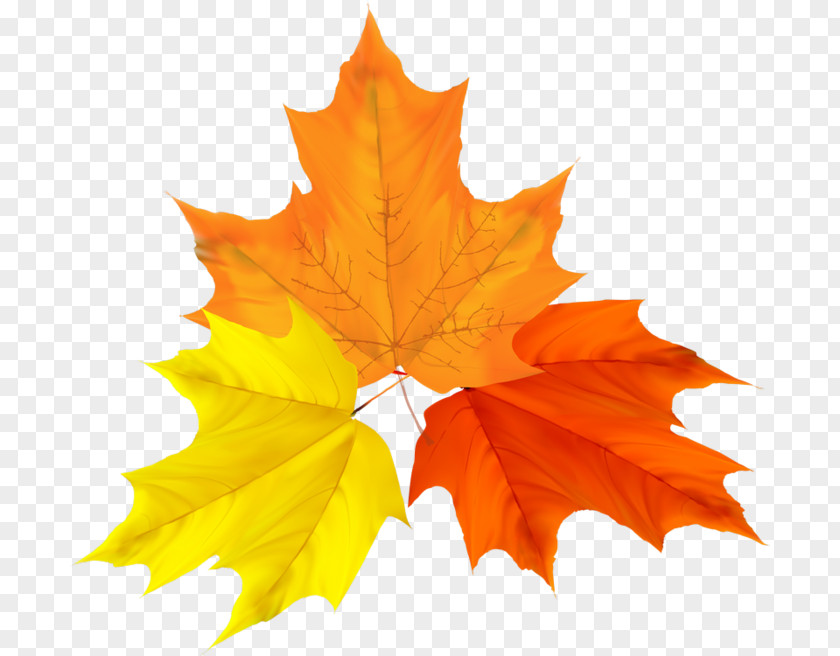 Autumn Leaf Color Clip Art Vector Graphics PNG