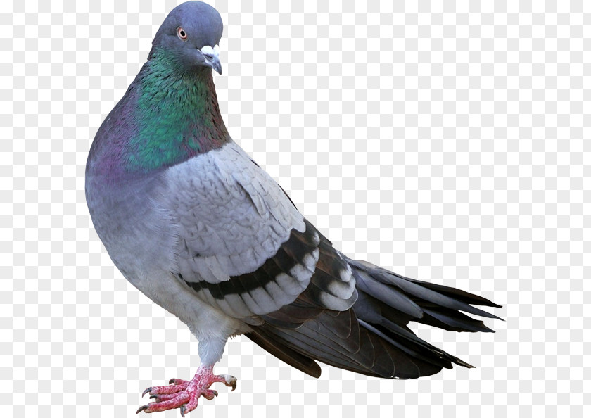 Bird Columbidae Control Racing Homer Feral Pigeon PNG