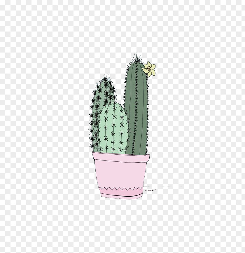 Cactus Cactaceae Lock Screen Home Wallpaper PNG
