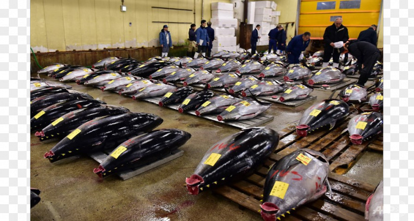 Fish Tsukiji Market 丰洲市场 Marketplace PNG