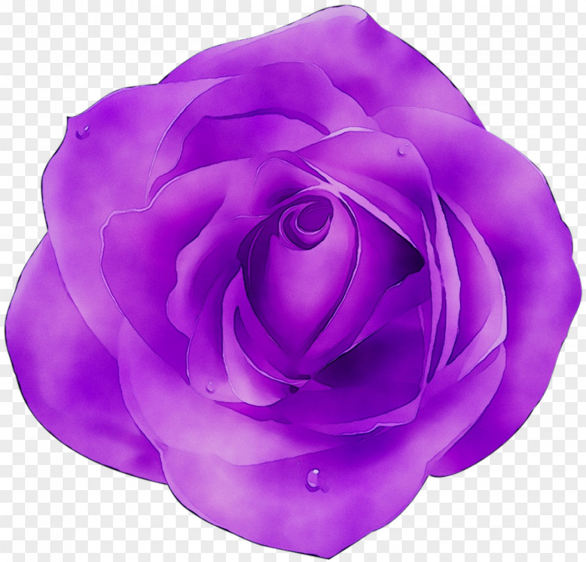 Garden Roses Cabbage Rose Violet Color Pink PNG