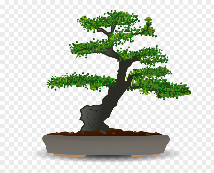 Bonsai Tree Clip Art PNG